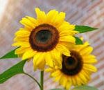 About APB Real Estate 1 | Vivid yellow sunflowers with green leaves in front of a blurred brick wall.